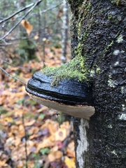 Phellinus tremulae
