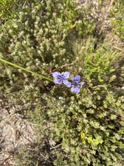 Moraea tripetala
