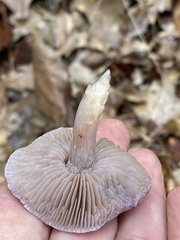Cortinarius iodes