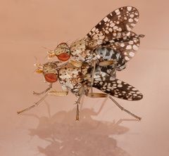 Trypetoptera punctulata