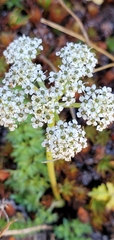 Cortia depressa