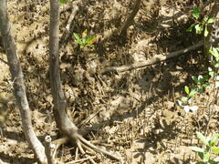 Laguncularia racemosa