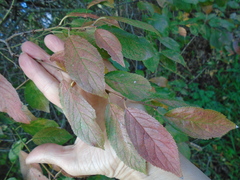 Prunus cerasifera pissardii