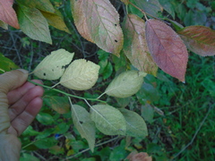 Prunus cerasifera pissardii