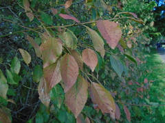 Prunus cerasifera pissardii
