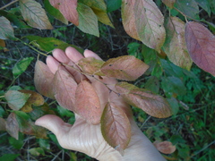 Prunus cerasifera pissardii