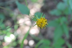 Bidens chiapensis