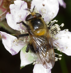 Volucella bombylans