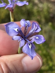 Moraea tripetala