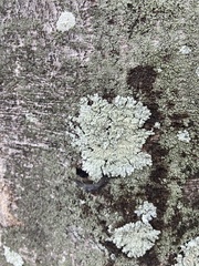 Physcia americana