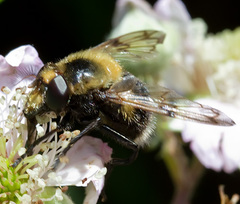 Volucella bombylans