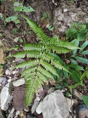 Dryopteris erythrosora