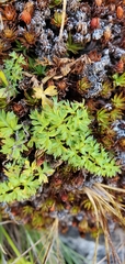 Cortia depressa