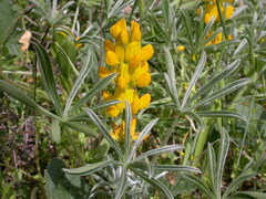 Lupinus luteus image