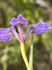 Moraea tripetala