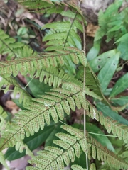 Dryopteris erythrosora