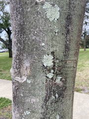 Physcia americana