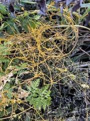 Cuscuta pentagona