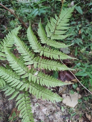Dryopteris erythrosora