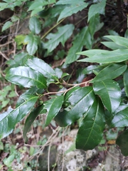 Camellia sinensis