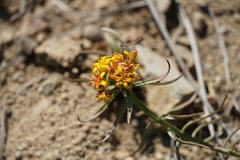 Quinchamalium chilense