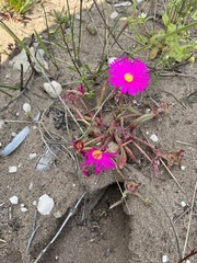 Cleretum bellidiforme