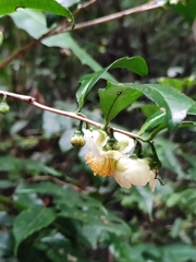 Camellia sinensis