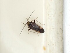 Diomocoris