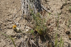 Quinchamalium chilense