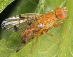 Xyphosia miliaria