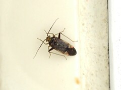 Diomocoris