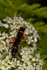 Pimpla pedalis