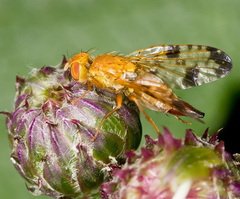 Xyphosia miliaria
