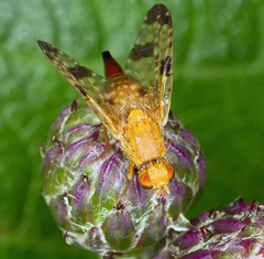Xyphosia miliaria