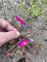 Cleretum bellidiforme