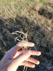 Bromus tectorum