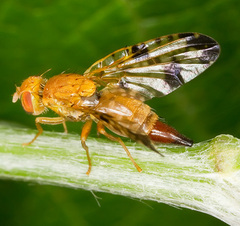 Xyphosia miliaria