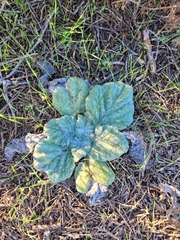 Salvia aethiopis