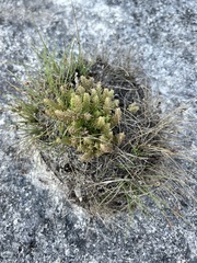 Crassula lanceolata