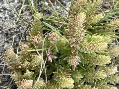 Crassula lanceolata