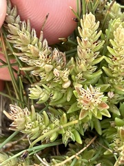 Crassula lanceolata