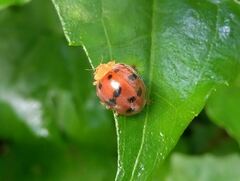 Henosepilachna enneasticta