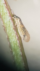 Blastopsylla occidentalis