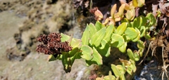 Rhodiola