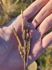 Agropyron desertorum