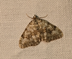 Coenotephria ablutaria