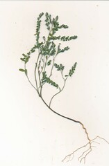 Phyllanthus abnormis