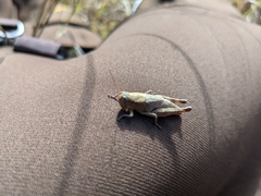 Melanoplus scudderi