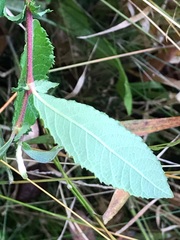 Salix × multinervis