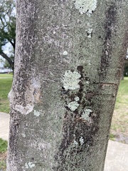 Physcia americana